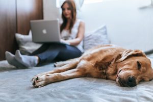 Derfor skal du blive hundeblogger