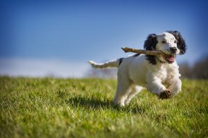 Fortæller din hund dig, at den har fået nok motion?