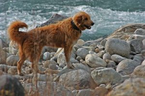 4 grunde til at din hund spiser sten