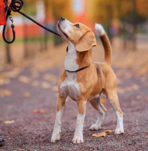 Fem gode råd til en god gåtur med din hund