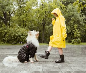 Klikkertræning af hunde