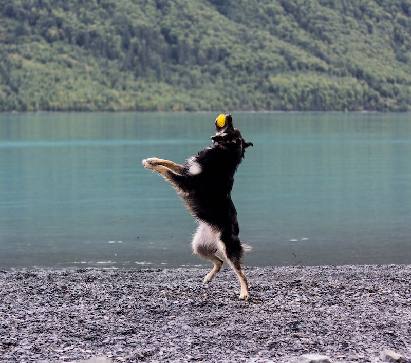 Schæferhund griber bold ved sø.