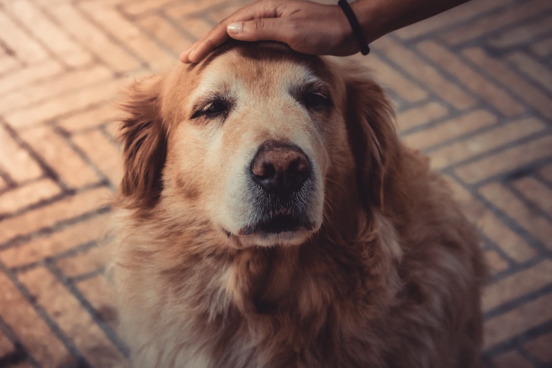 Senior Hund på DogsJournal