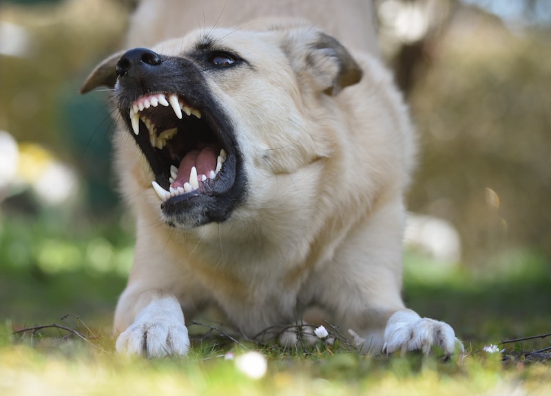 Syv tegn, der indikerer at en hund er på vej til at angribe