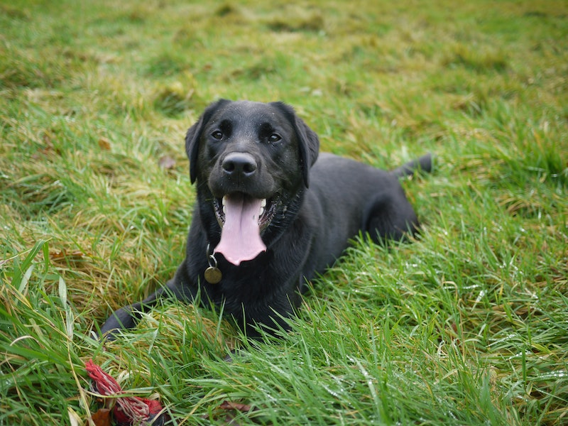 Sort labrador