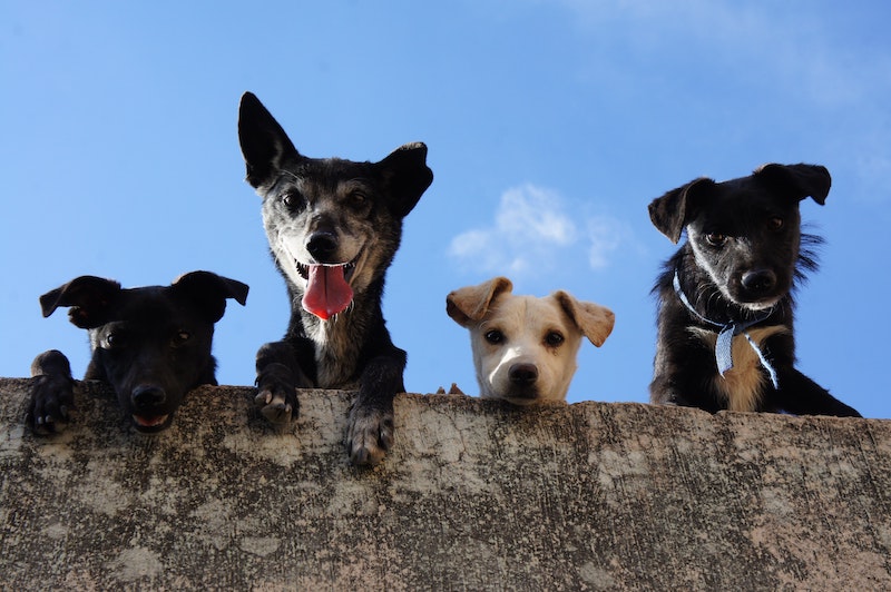 Hvad er bedst - en eller flere hunde?