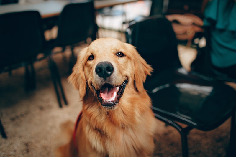 Smilende Golden Retriever