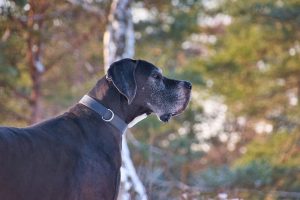 Grand Danois – Majestætisk Storhed i en Hund