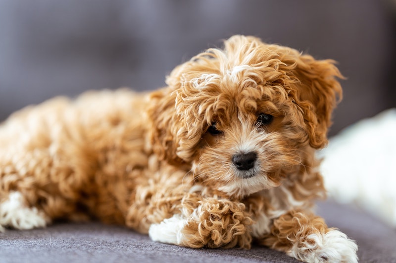 Puddelhund blanding Cavapoo