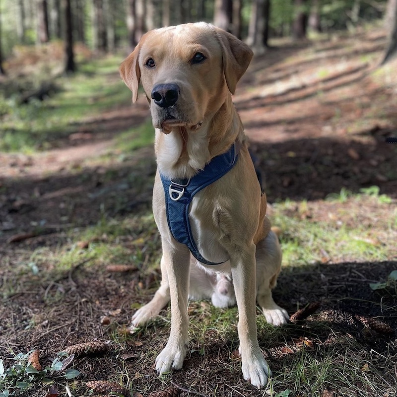 Labradoren Carlo