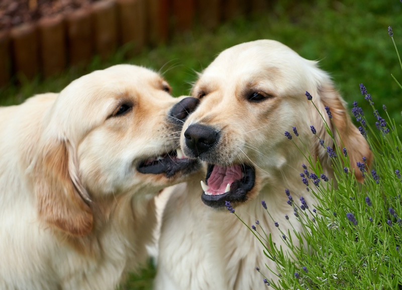 Hunde der gør sjove ting. Dogs doing funny things.