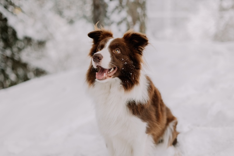 Hvornår er det hundekoldt?