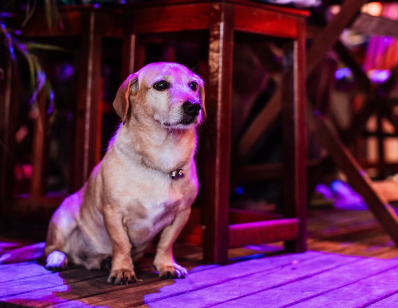 Kan Nytårsaften gøres behagelig for din hund?