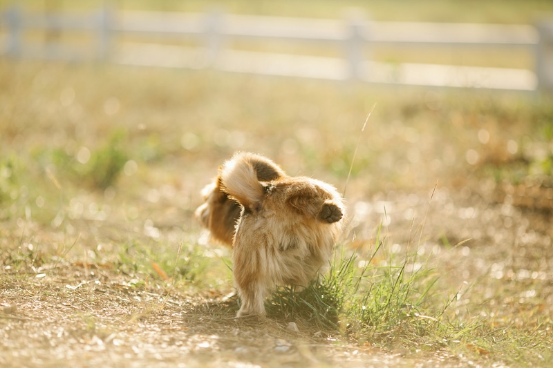 Almindelige irritationer i forhold til hunde og deres ejere.