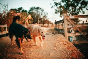 Den moderne familiehund har det slet ikke så godt