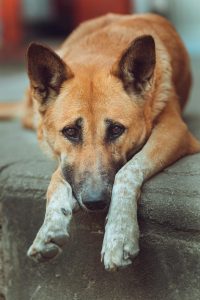 Hund lænket til radiator: Endelig retfærdighed!