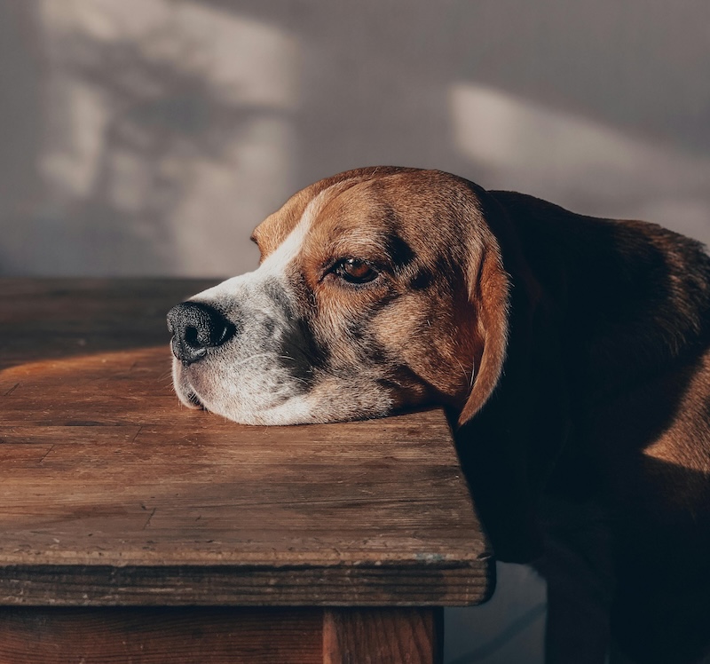 Sådan tester du, om din hund kan være alene hjemme