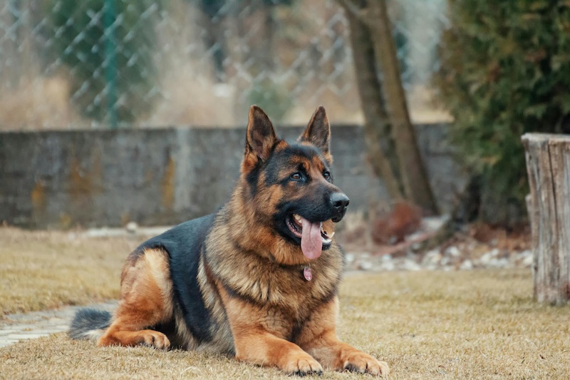 Hvilken Hund skal jeg vælge? Mellemstore og Store Hunderacer.