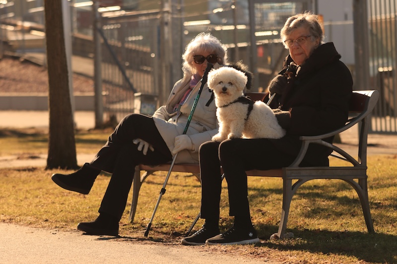 Bliv besøgsven med hund.