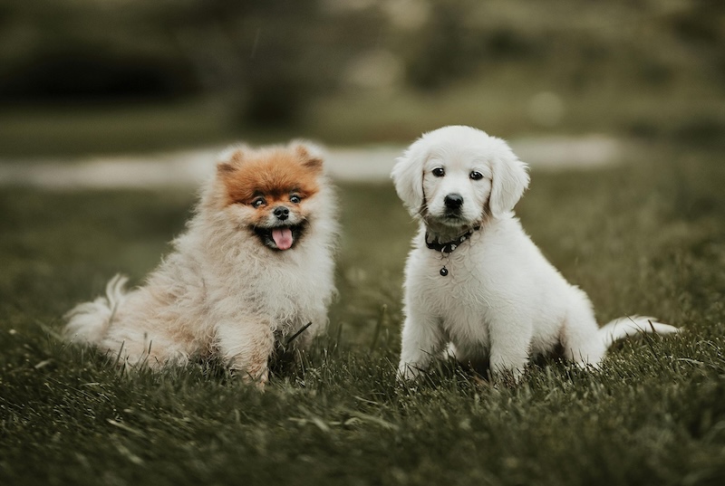 Portræt af din hund