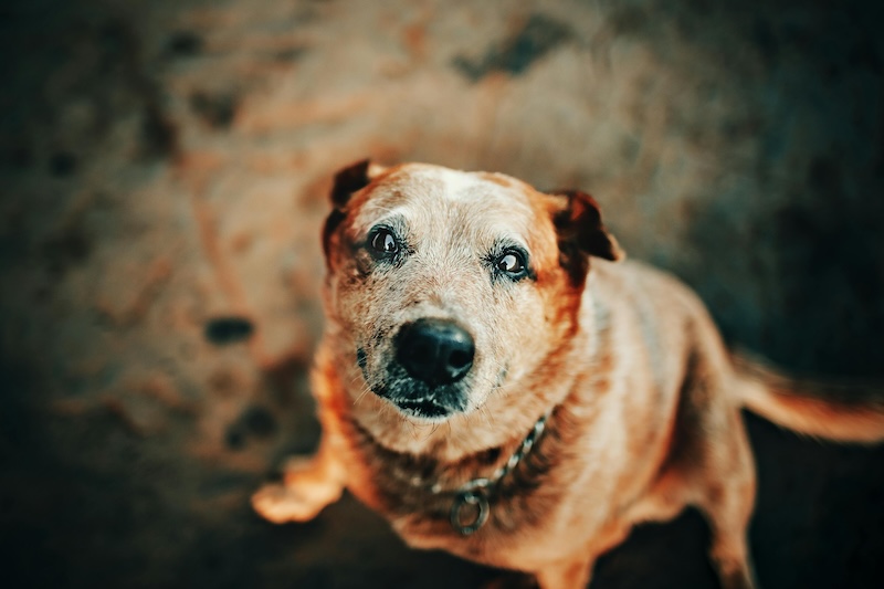 Verdens ældste hund blev 31 år.