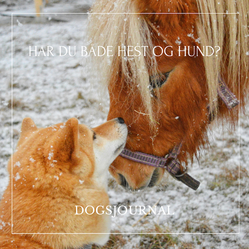 Har du både hest og hund?